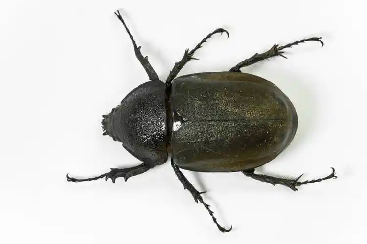 屎壳郎图片自然界清道夫的屎壳郎图片大全