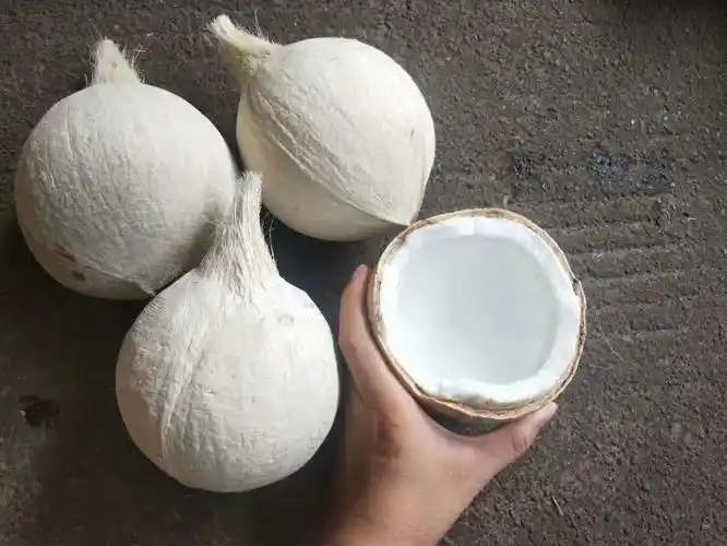 净樱顺丰直达海南牛奶椰子新鲜椰皇香甜水果去皮小椰奶冻肉煲鸡汤坏果