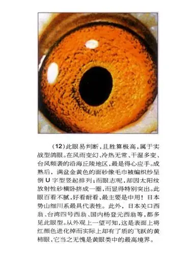 美文欣赏祝匡武黄眼志点评