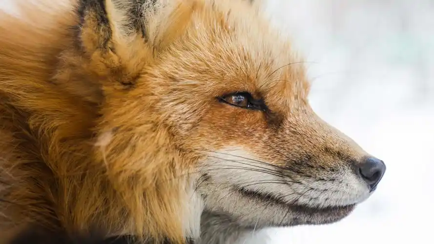 狐狸arcticfox壁纸14