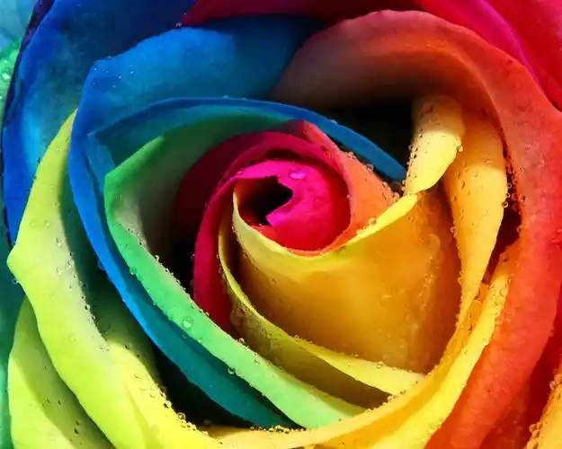 七彩玫瑰花特写 桌布 - 1280x1024