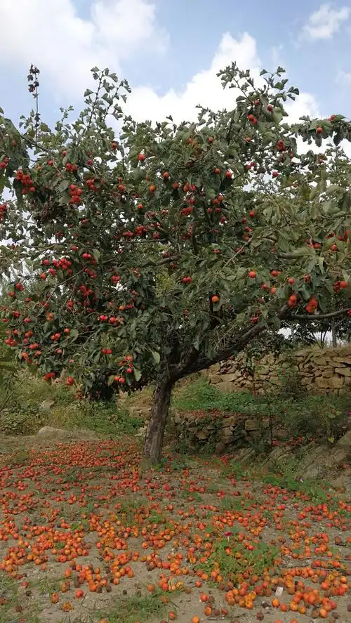 山楂树