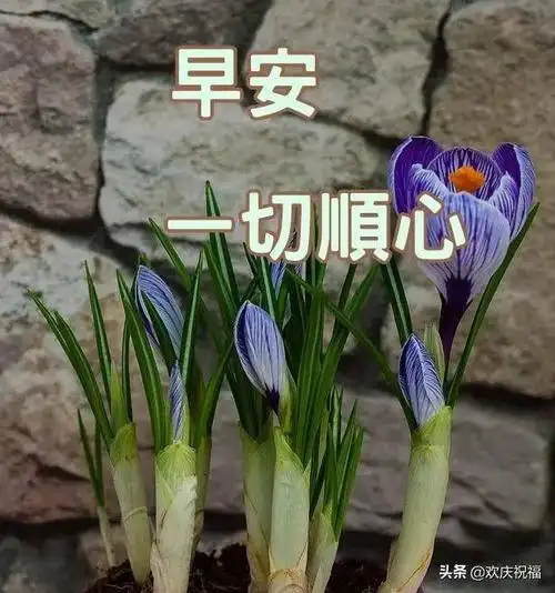 2月27日微信早上好问候祝福语唯美图片早晨好问候祝福语短信