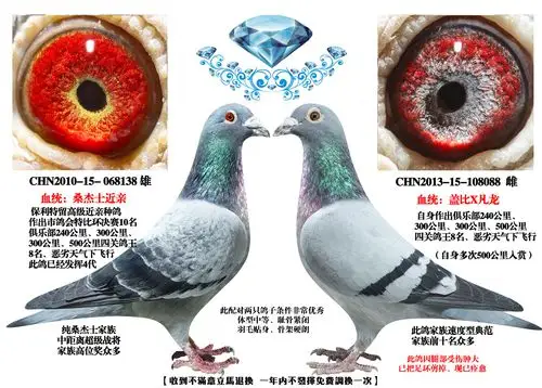 首 页  铭 鸽  新鸽上架  推荐铭鸽  定价鸽  信鸽拍卖 黄金配对