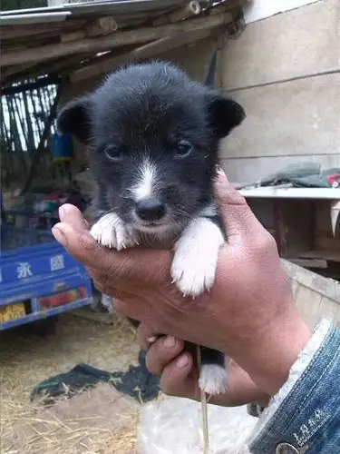 出售边牧串土猎后代