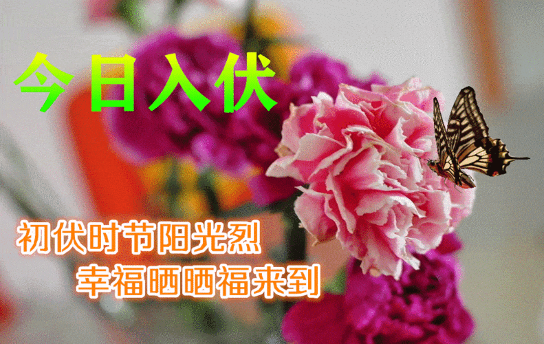 入伏早上好动态表情图片大全,夏日三伏天问候语配动态鲜花图片_祝福