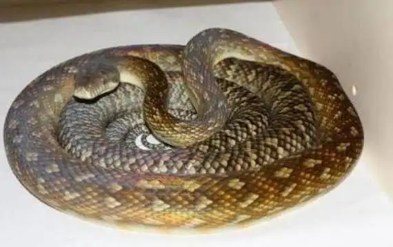 紫晶蟒有毒吗紫晶蟒蛇的资料无毒可当宠物饲养