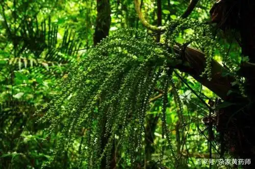 荒野维生野菜系列——桄榔