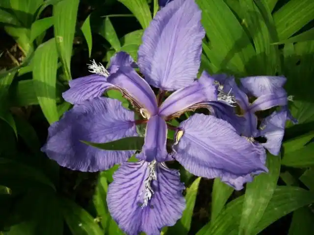 洛南馒头山上的鸢尾花1