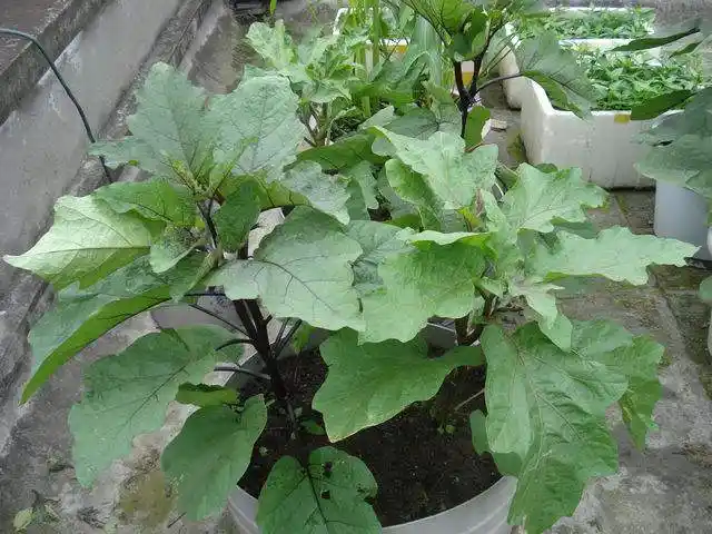 茄子怎么整枝会高产详细教程看这里