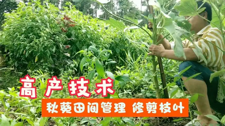 秋葵的种植技术,田间管理的技巧和方法,修剪枝叶及时拆掉侧枝