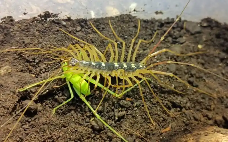 黄腿大蚰蜒飞扑