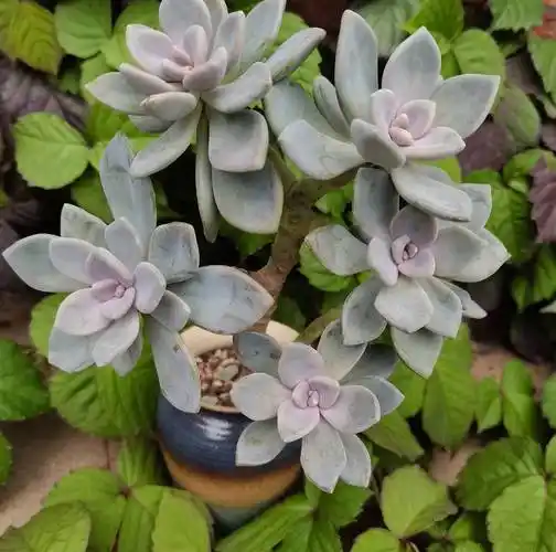 多肉"冬美人",养护很简单,一片叶子养到泛滥,还能