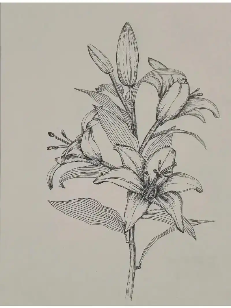 百合花线描作品.#画画 #一起学画画 #手绘 #创意美术 # - 抖音