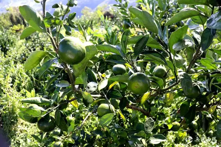 农旅结合大雷山的特早熟橘子甜蜜上市销路不愁