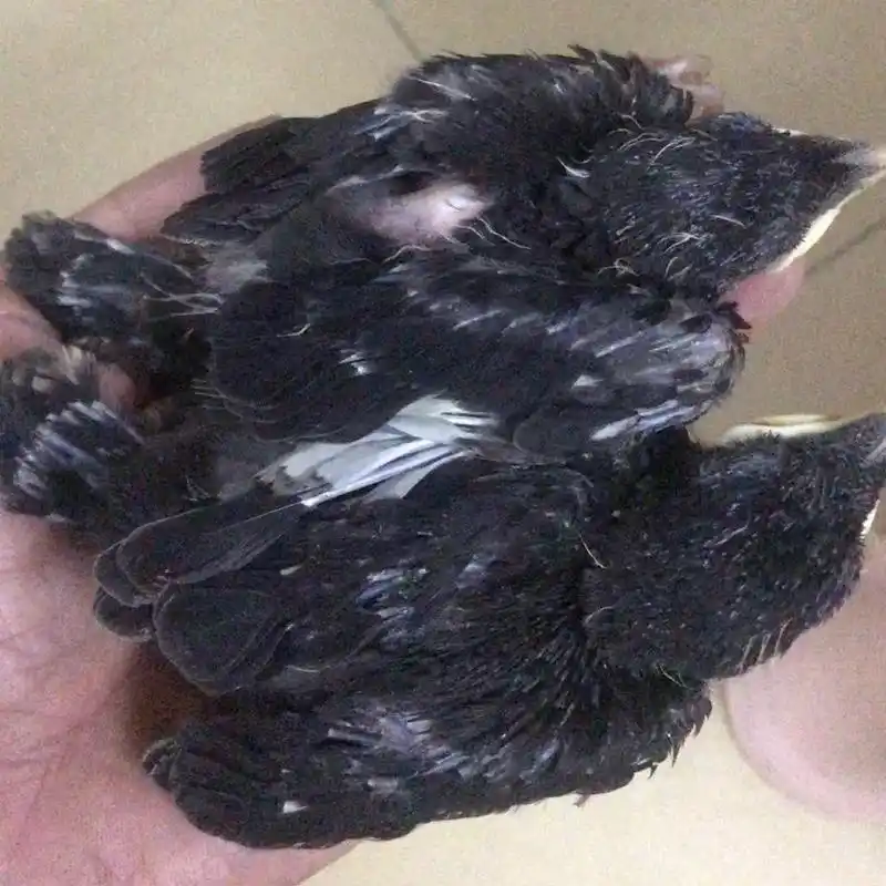 手养黑八哥幼鸟#爱鸟护鸟  - 抖音