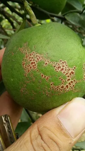 农技 柑橘"砂皮病"防治大全,快快收藏别错过