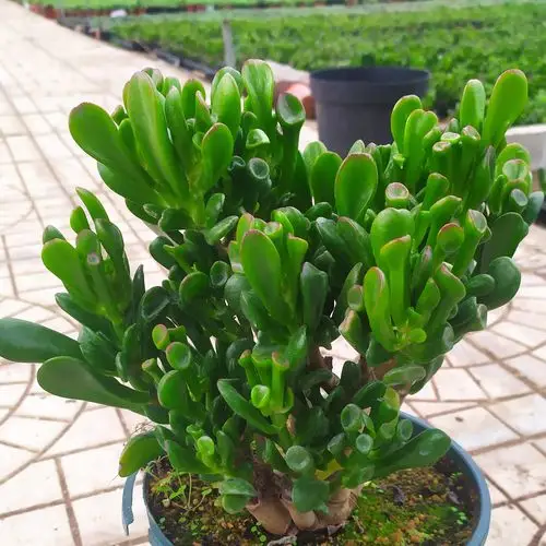 年宵花卉商城的优惠券大全—年宵多肉花卉 吸财树又名筒叶花月大老桩