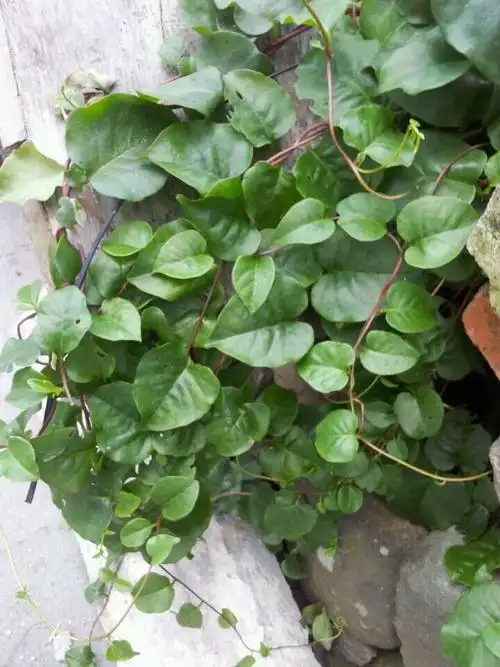 三七新鲜叶土野生田七叶川七叶现采植株其他药食同源食品