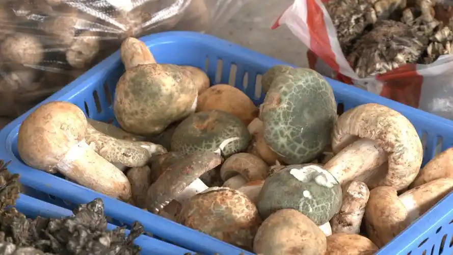 小山珍有大作为—— 南华县不断加快野生菌产业跨越式发展(中)