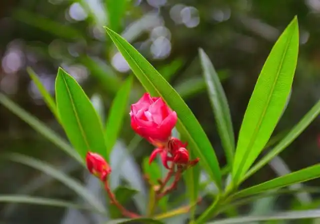 夹竹桃有毒吗(夹竹桃毒性有多强)