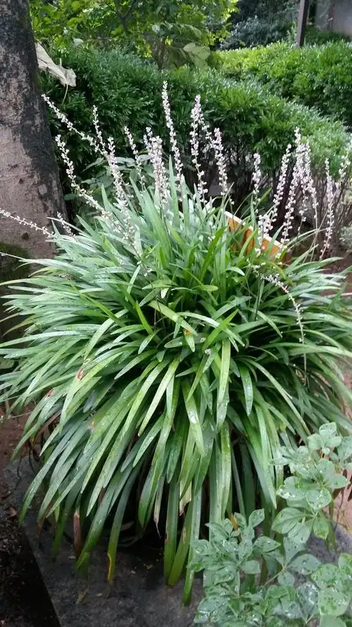 【每日图鉴】阔叶麦冬