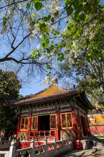 北京故宫慈宁宫花园丁香花盛开