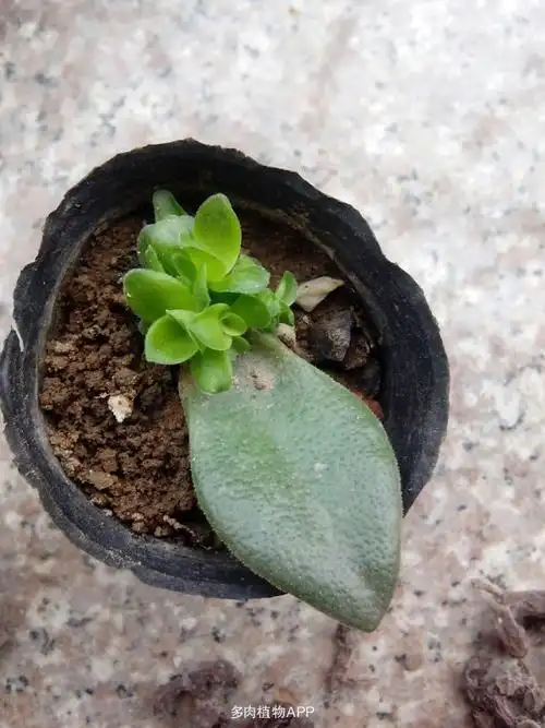 叶插火祭啦啦啦