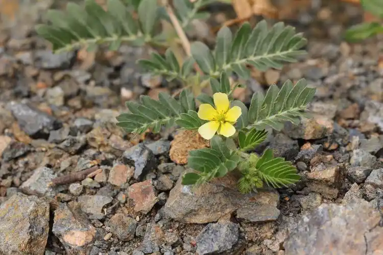 【高阳县中医院】每日中药——蒺藜