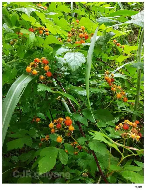 插田泡一种长在山坡地头的野生植物果实很小红彤彤的很可爱可作水果