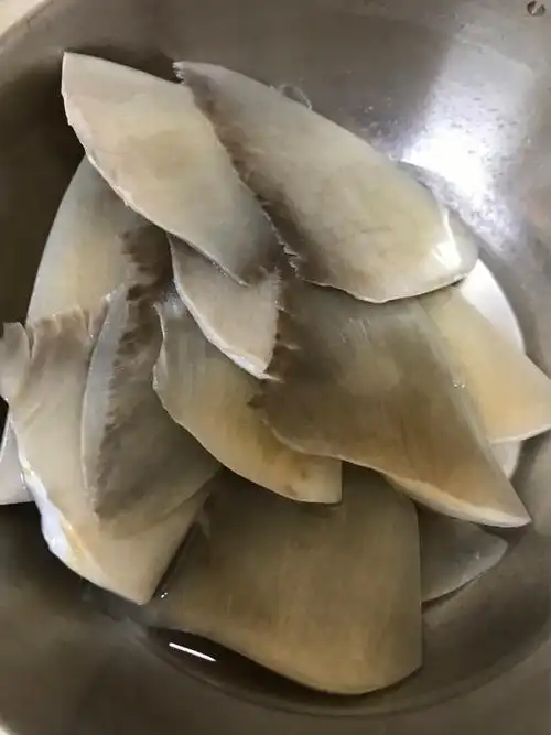 淡水鲨鱼都可以人工养殖～记录如何处理鱼翅