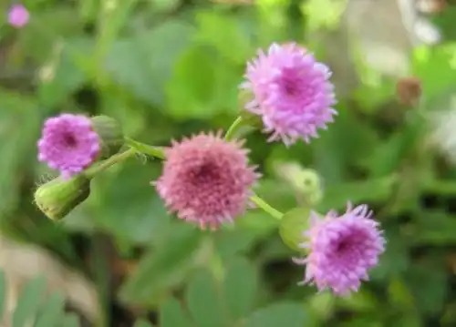 羊蹄草介绍羊蹄草的功效作用