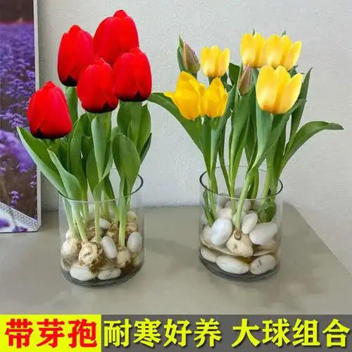 热销原生郁金香