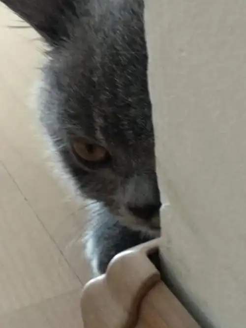 猫咪躲在墙角跟主人玩捉迷藏,一脸"呆萌模样"笑喷铲屎官