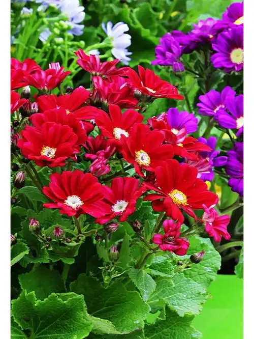 瓜叶菊的花语是:喜悦,快活,快乐,合家欢喜,繁荣昌盛.