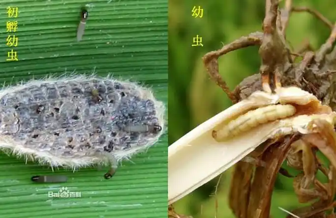 href="#" data-lemmaid="6244151">螟蛾科 /a>( i>pyralidae /i>)昆虫