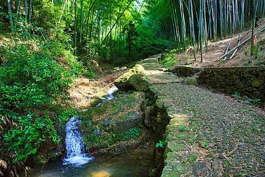 溪流,小溪溪流,小溪贵州植物园贵州植物园贵州植物园贵州植物园竹林