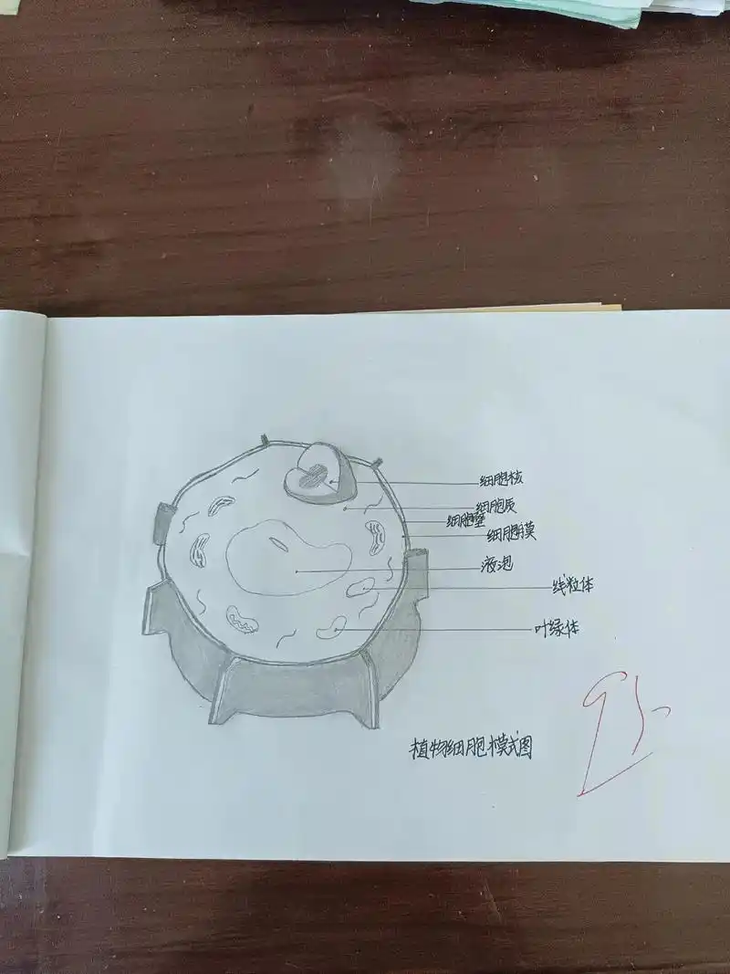 美术作业 ,植物细胞模式图 - 抖音