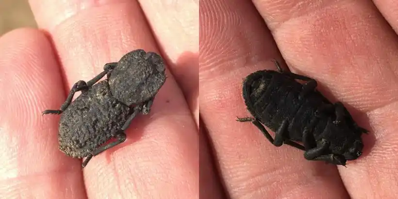 有毒的瓢虫图片,这种小虫凭借"头铁"登上《自然》 - 玉三网