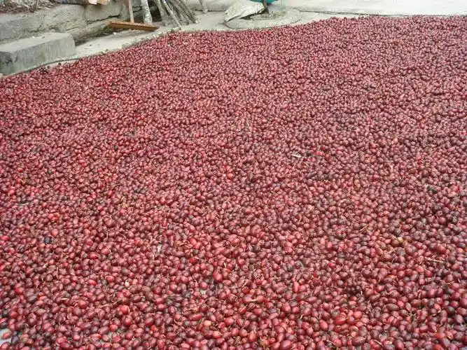 amomum hongtsaoko c. f. liang et d. fang