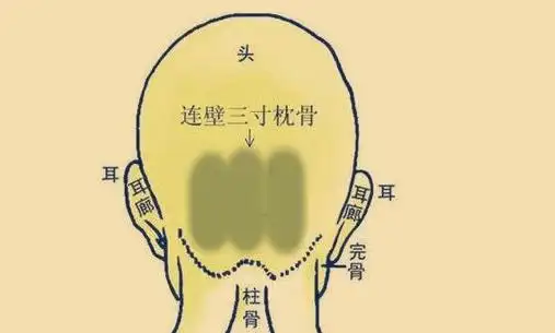 枕骨突起所谓的枕骨就是指,在后脑海之间,上过耳廓,下齐耳珠,宽过耳后