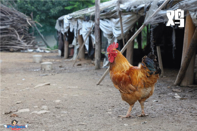 有了它,今年我的每一餐都像养生趴|丸子|鸡肉|山鸡|肉丸|面条|小酥肉