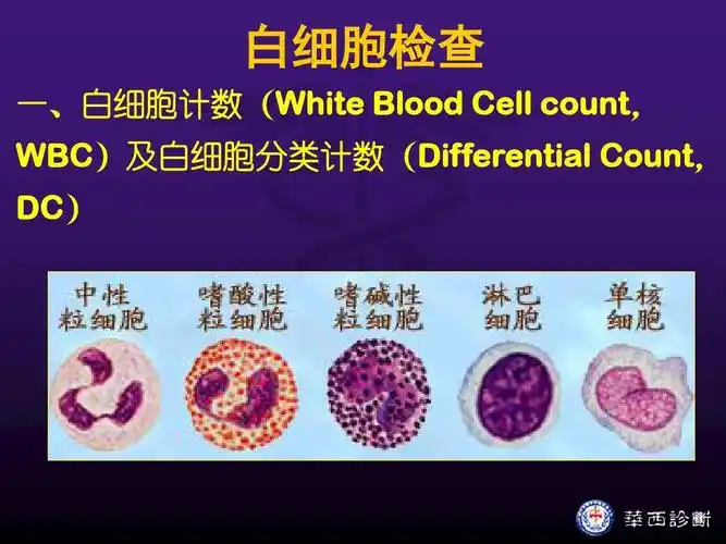 一,白细胞计数(white blood cell count wbc)及白细胞 .