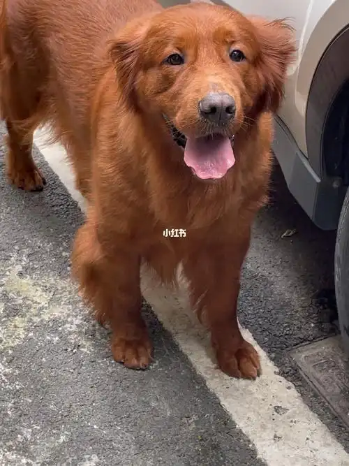 枫叶红金毛  小孩看到我们都亲切的喊它:红金毛,大棕熊