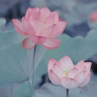 超火的清新意境荷花头像图片