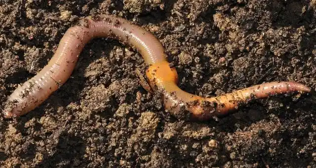 养蚯蚓的技术方法