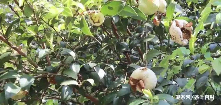 茶树包是怎样形成的