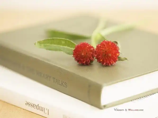 室内温馨唯美的花卉意境图片大全分享