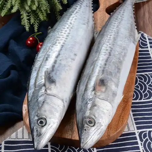 五折京选优品青岛大鲅鱼新鲜冷冻马鲛鱼鲜活海鲜鱼净重3斤无冰衣批发5