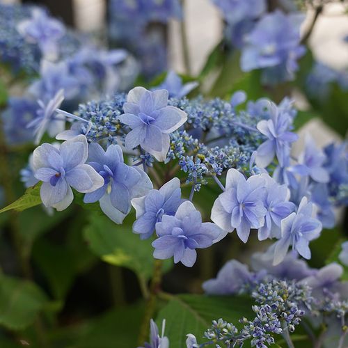 海蒂的花园绣球花苗水天一色重瓣大花海妈花园阳台庭院花卉盆栽苗